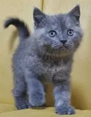 スコティッシュフォールド(立ち耳)【静岡県・女の子・2020年8月30日・ブルークリーム】の写真4