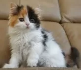 セルカークレックス【静岡県・女の子・2023年11月5日・キャリコ 三毛猫】の写真4