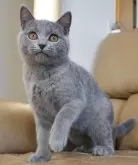 ブリティッシュショートヘア【静岡県・男の子・2023年8月10日・ブルー】の写真4