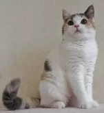 ブリティッシュショートヘア【静岡県・女の子・2024年3月1日・ダイリュートキャリコ バン パステル三毛 キャリコ】の写真5