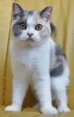 ブリティッシュショートヘア【静岡県・女の子・2020年4月14日・ダイリュートキャリコ】の写真5