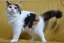 ブリティッシュショートヘア【静岡県・女の子・2020年3月22日・キャリコ (三毛)】の写真5