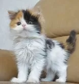 セルカークレックス【静岡県・女の子・2023年11月5日・キャリコ 三毛猫】の写真5