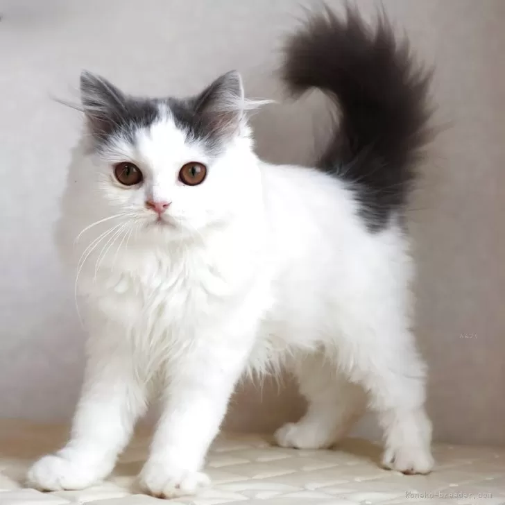 ID：2512-00390の子猫
