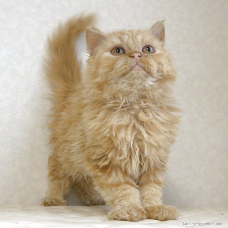 ブリーダー画像