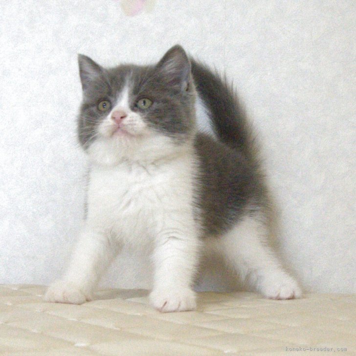 ブリーダー画像