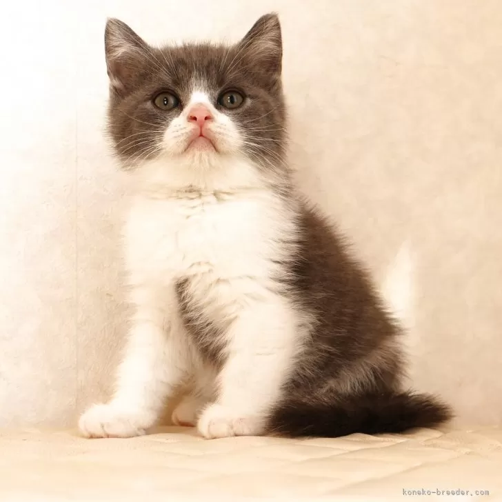 ブリティッシュショートヘア【静岡県・男の子・2025年9月27日・ブルー&amp;ホワイト】の写真1「カリカリ食べ始めました。」