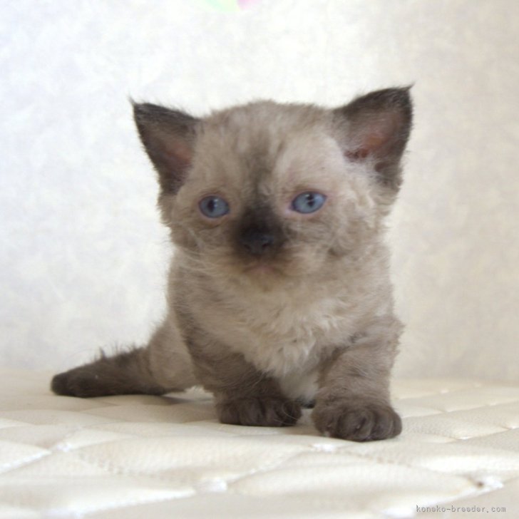 ブリーダー画像