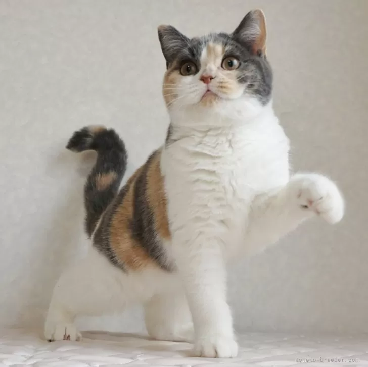 ID:2412-00018の子猫