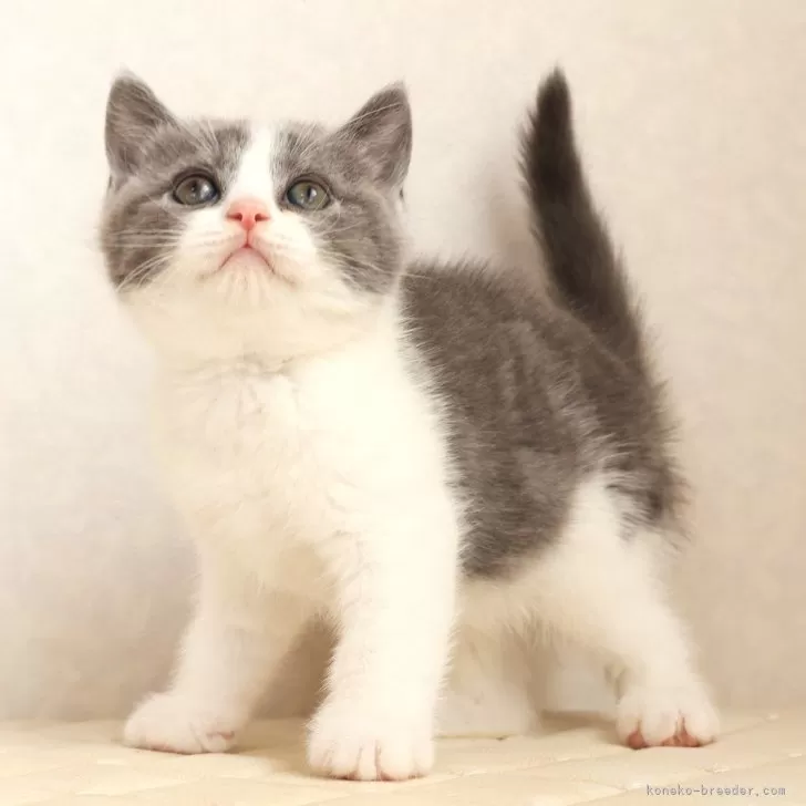 ID：2604-02664の子猫