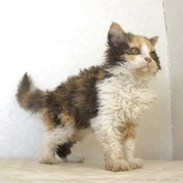 セルカークレックス【静岡県・女の子・2025年5月28日・キャリコ 三毛猫】の写真1「人が大好きでいつも近くに寄ってきます。」