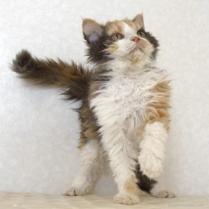 セルカークレックス【静岡県・女の子・2025年5月28日・キャリコ 三毛猫】の写真1「人が大好きでいつも近くに寄ってきます。」