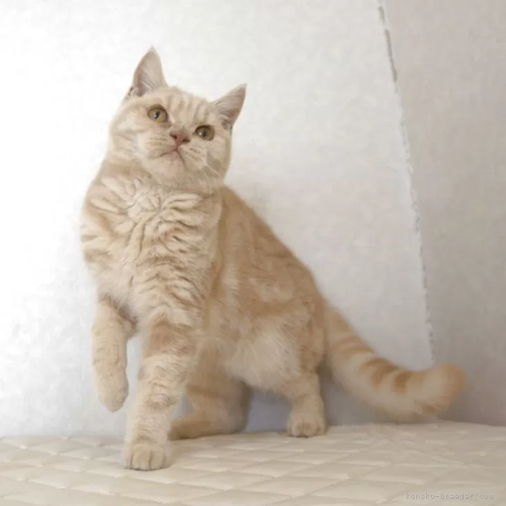 ブリティッシュショートヘア【静岡県・男の子・2025年4月4日・クリーム】の写真1