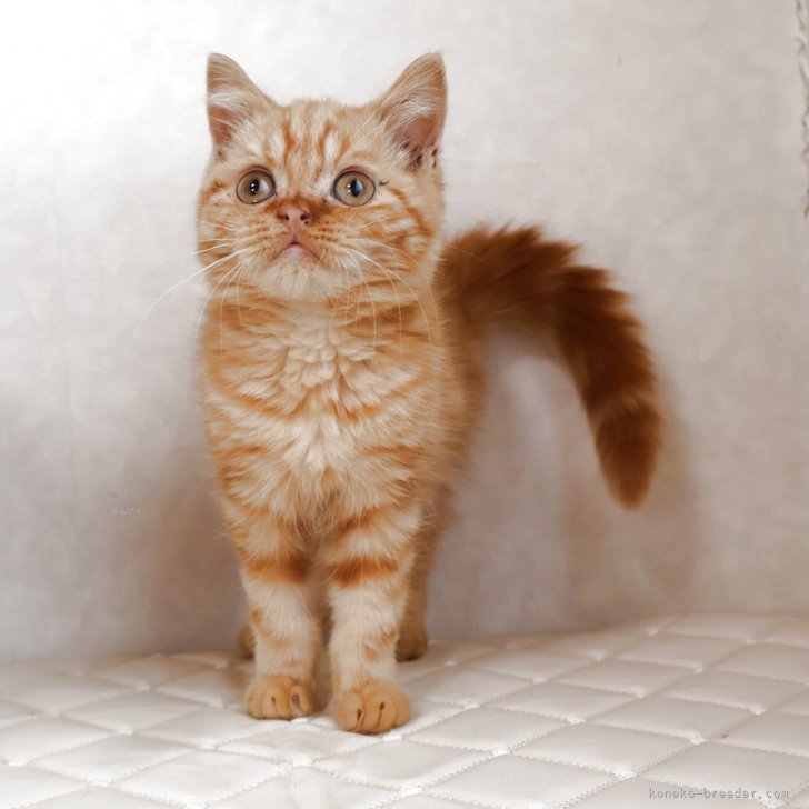 ブリーダー画像