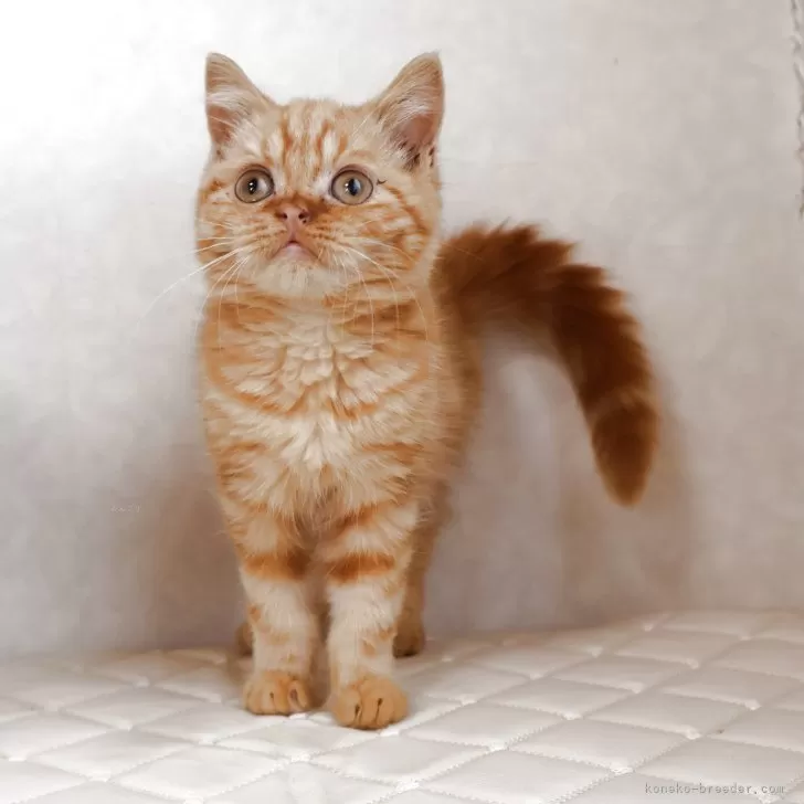 ブリティッシュショートヘア【静岡県・男の子・2025年7月21日・レッドタビー】の写真1