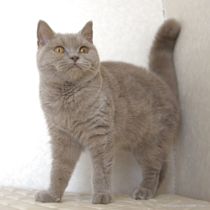 ブリーダー画像