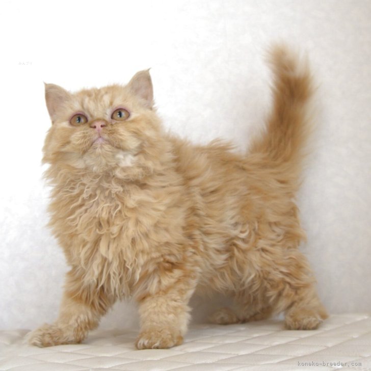 ブリーダー画像