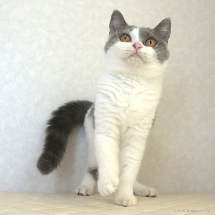 ブリーダー画像
