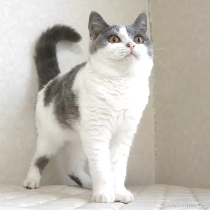 ID：2505-00423の子猫