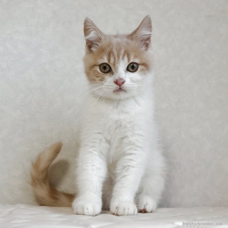 R.I 様のお迎えした子猫