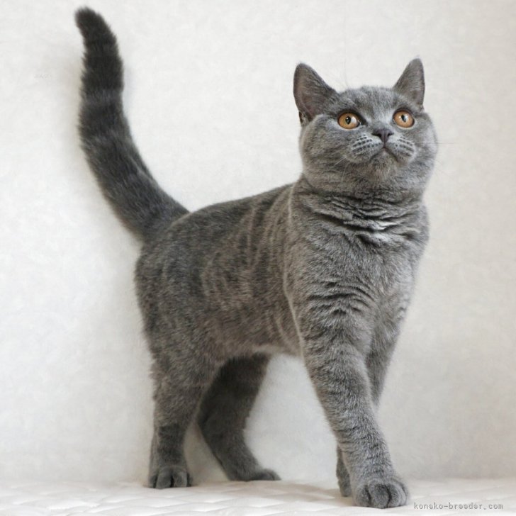最終電子インタラクティブキャット ブリティッシュショートヘア