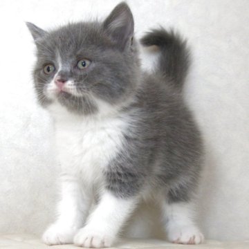 ブリティッシュショートヘア【静岡県・女の子・2025年9月27日・ブルー&ホワイト（ショートへア）】の写真「11月12日写真更新。良い子に育っています。」