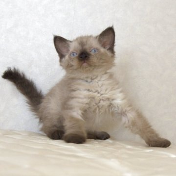 セルカークレックス【静岡県・女の子・2025年9月26日・シールポイント（ショートヘアー　（巻き毛））】の写真「11月15日写真更新。良い子に育っています。」