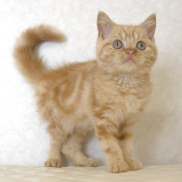 ブリティッシュショートヘア【静岡県・男の子・2025年7月21日・レッドタビー(ショートへア)】の写真「10月29日写真更新。カリカリ食べてます。」