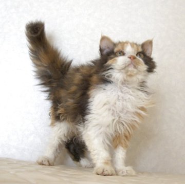 セルカークレックス【静岡県・女の子・2025年5月28日・キャリコ 三毛猫（カーリーヘア　ショート）】の写真「11月14日写真更新。クリクリ度合いが凄い子です」