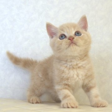 ブリティッシュショートヘア【静岡県・男の子・2025年7月21日・クリーム（ショートへア）】の写真「9月8日写真更新。良い子に育ってます。」