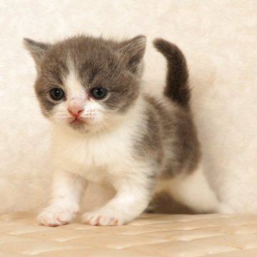 ブリティッシュショートヘア【静岡県・男の子・2025年11月17日・ブルー&ホワイト（ショートへア）】の写真「12月16日写真更新。メチャ可愛い子に育ちそうです」