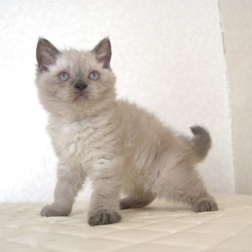 セルカークレックス【静岡県・女の子・2025年9月26日・ブルーポイント（ショートヘアー　（巻き毛））】の写真「11月20日写真更新。良い子に育っています。」