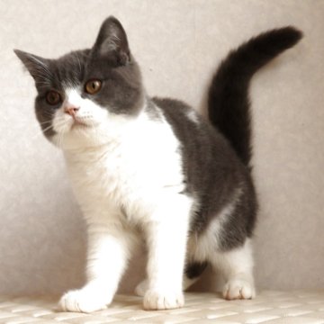 ブリティッシュショートヘア【静岡県・男の子・2025年9月27日・ブルー&ホワイト（ショートへア）】の写真「2月28日写真更新。良い子に育っています。」