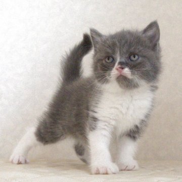 ブリティッシュショートヘア【静岡県・女の子・2025年9月27日・ブルー&ホワイト（ショートへア）】の写真「11月7日写真更新。良い子に育っています。」