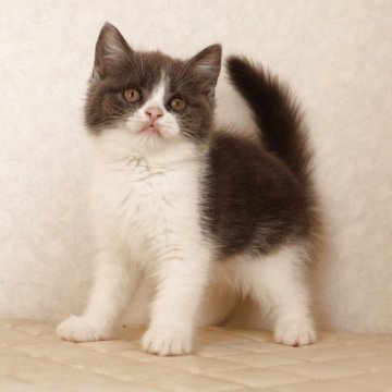 ブリティッシュショートヘア【静岡県・女の子・2025年9月27日・ブルー&ホワイト（ショートへア）】の写真「12月2日写真更新。良い子に育っています。」