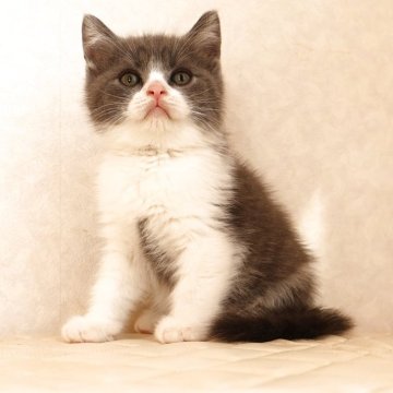 ブリティッシュショートヘア【静岡県・男の子・2025年9月27日・ブルー&ホワイト（ショートへア）】の写真「12月2日写真更新。良い子に育っています。」