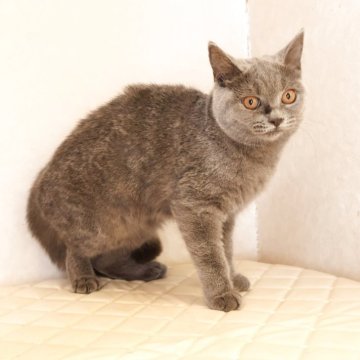 ブリティッシュショートヘア【静岡県・男の子・2026年3月31日・ブルー（ショートヘア）】の写真「9月1日写真更新。連休中もお迎えできます。」