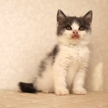 ブリティッシュショートヘア【静岡県・男の子・2025年9月27日・ブルー&ホワイト（ショートへア）】の写真「12月8日写真更新。良い子に育っています。」