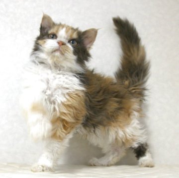 セルカークレックス【静岡県・女の子・2025年5月28日・キャリコ 三毛猫（カーリーヘア　ショート）】の写真「11月9日写真更新。毛のクリクリ度合いが凄い子です」