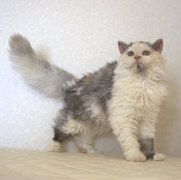 セルカークレックス【静岡県・女の子・2025年4月12日・ダイリュートキャリコ パステル三毛 洋三毛猫（ロングヘアー　（巻き毛））】の写真「10月29日写真更新。綺麗な毛色の巻き毛ちゃん。」