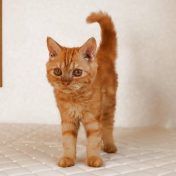 セルカークレックス【静岡県・男の子・2025年5月28日・レッドタビー（ショート　（巻き毛））】の写真「11月29日写真更新。爪切り平気な良い子です。」