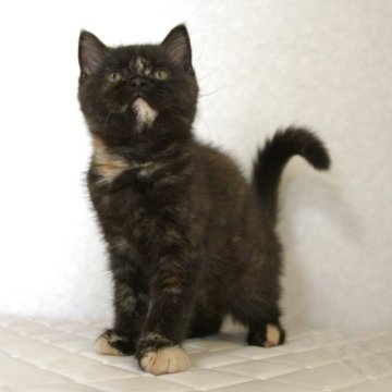 ブリティッシュショートヘア【静岡県・女の子・2025年3月20日・トーティーシェル サビ猫（ショートへア）】の写真「6月22日写真更新。価格改定。可愛い独特なカラー」