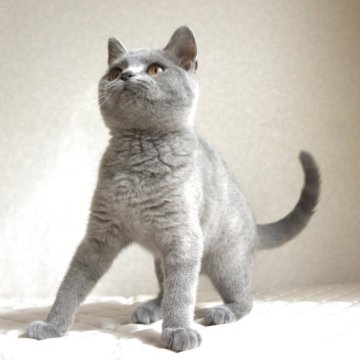 ブリティッシュショートヘア【静岡県・男の子・2024年12月18日・ブルータビー（ショートへア）】の写真「5月26日写真更新。可愛い子に育ってます。」