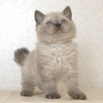 セルカークレックス【静岡県・女の子・2025年9月26日・ブルーポイント（ショートヘアー　（巻き毛））】の写真「11月15日写真更新。良い子に育っています。」