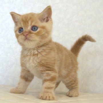 ブリティッシュショートヘア【静岡県・男の子・2025年7月21日・レッドタビー（ショートへア）】の写真「9月3日写真更新。良い子に育ってます。」
