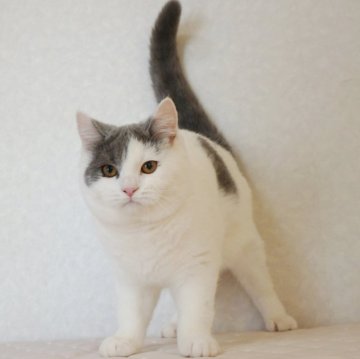 ブリティッシュショートヘア【静岡県・男の子・2024年8月3日・ブルー&ホワイト（ショートへア）】の写真「2月12日写真更新。ブリちゃんらしい顔になりました」