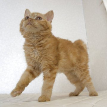 セルカークレックス【静岡県・男の子・2025年5月28日・レッドタビー（ショート　（巻き毛））】の写真「11月19日写真更新。爪切り平気な良い子です。」