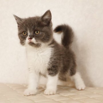 ブリティッシュショートヘア【静岡県・女の子・2025年9月27日・ブルー&ホワイト（ショートへア）】の写真「11月28日写真更新。良い子に育っています。」