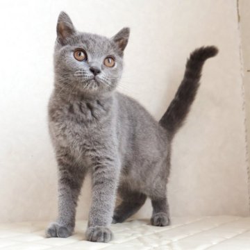 ブリティッシュショートヘア