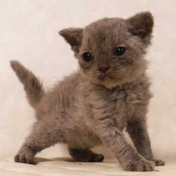 セルカークレックス【静岡県・女の子・2025年12月4日・シルバータビー（ショートヘアー　（巻き毛））】の写真「12月25日写真更新。かわいい子に育ちそうです。」